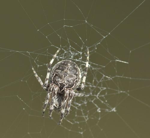 Réf. 266 409 : Larinioides sclopetarius
